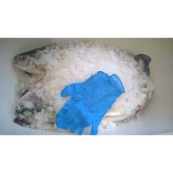 BL FIT-ON ENGANGS HANDSKER - STR L